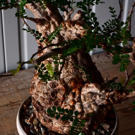オペルクリカリア パキプス φ 11cm［No.29］  × 杉山悠 作 4号 植木鉢 笠間焼