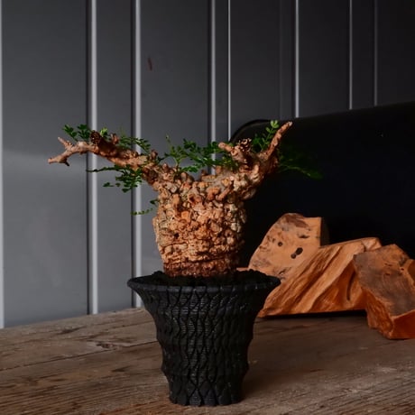 オペルクリカリア パキプス φ8cm［No.26］  × 沖誠 作品【 Bark / upper spread 】3号 植木鉢 笠間焼