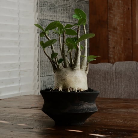 《美肌》アデニウム アラビカム " ドワーフ " φ10cm［No.12］  ×   沼野秀章 作「 black wrap 」4号 植木鉢 笠間焼
