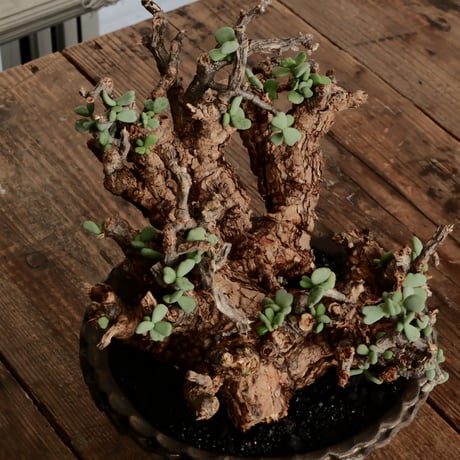 《 size XL》ケラリア ピグマエア［No.20］  ×  磯部祐介 作「 鶏冠 -tosaka - 金剛 」5号 植木鉢 笠間焼