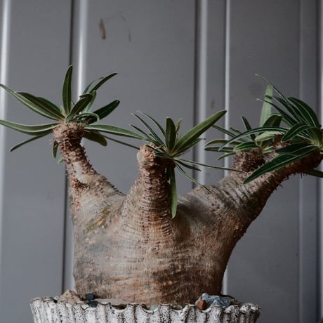 グラキリス φ7.5cm  - 象牙宮- ［No.78］  ×   根本峻吾 作 S.N POT type.slim「 月光ノ爪牙」3.5号 植木鉢 笠間焼