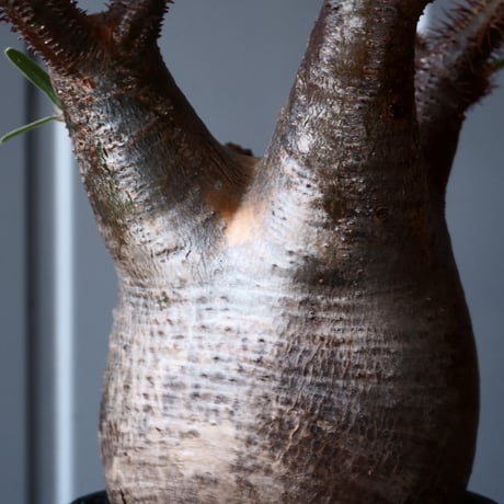 グラキリス φ8cm - 象牙宮-［No.31］× 根本峻吾 作 S.N POT type.round「 鐵 -堕天黒- 」3号鉢 笠間焼