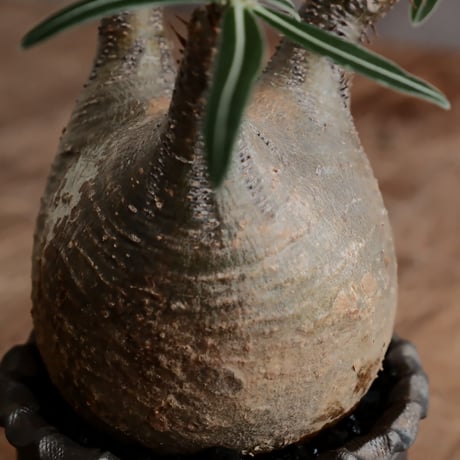 発根済 グラキリス  - 象牙宮 - size M［No.229］  ×  與那嶺大輔 作 「琉球唐草」3号 植木鉢