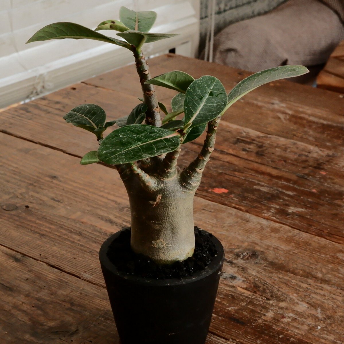 アデニウム アラビカム ドワーフ 6寸 ザ・ファームセレクト]アデニウム： アラビカム ドワーフ 6号23