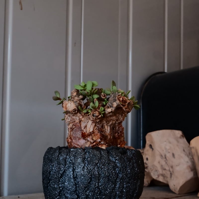 枝振り良好現地株】ケラリアピグマ