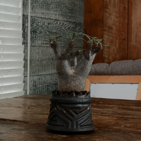 グラキリス - 象牙宮- ［No.164］  ×   根本峻吾 作 S.N POT type.cylinder「 鐡 - 黒焔 - 」3号 植木鉢 笠間焼