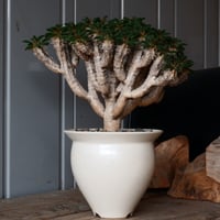 大株 ユーフォルビア ギラウミニアナ 輸入株［No.24］  × 坂本新 作【 LUSTER - white pearl - 】 4.5号 植木鉢 笠間焼
