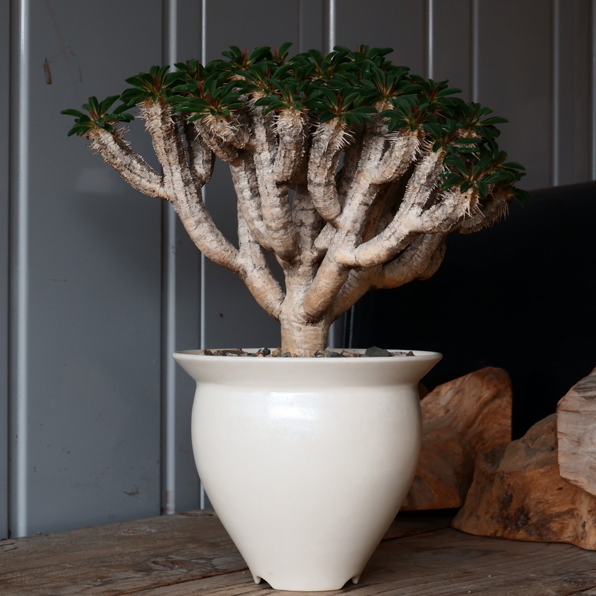 トーマス　ギラウミニアナ種子 35粒 種子] ユーフォルビア ギラウミニアナ Euphorbia guillauminiana