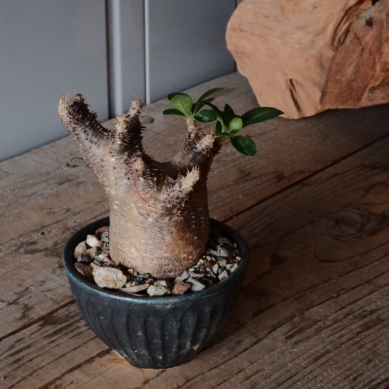 最終セール】パキポディウム マカイエンセ 魔界玉 現地球 【公式通販】