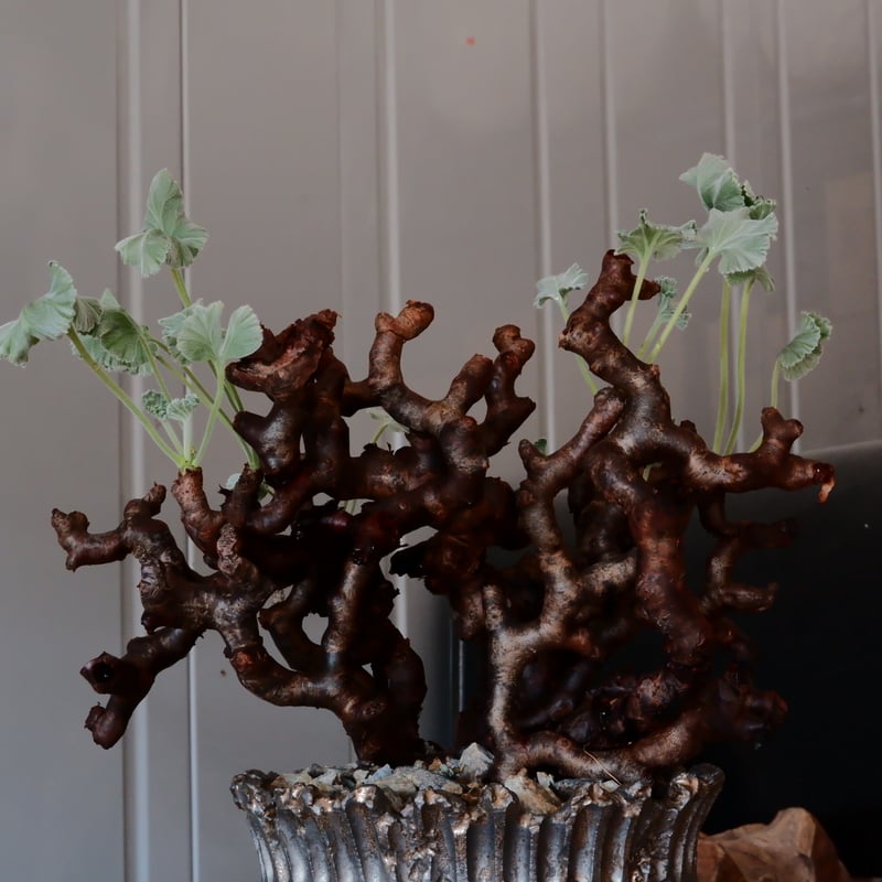 ペラルゴニウム ミラビレ［No.04］ × 松野然 作 【 ZEN 】4号 植木鉢 |