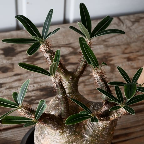 グラキリス φ8cm - 象牙宮 -［No.55］  × 磯部祐介 作「 匣 - kou - 」3号 植木鉢 笠間焼
