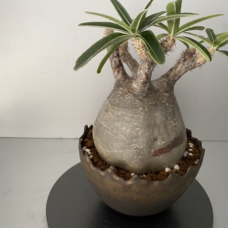 発根済 グラキリス BG-201 × S.N.Pot "丸"- crown - 5号鉢 ［作家  "根本峻吾"］