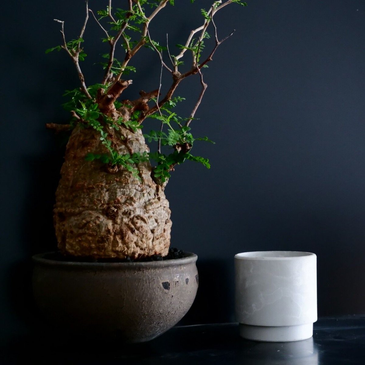 発根済 低重心 大型 パキプス 04 × 