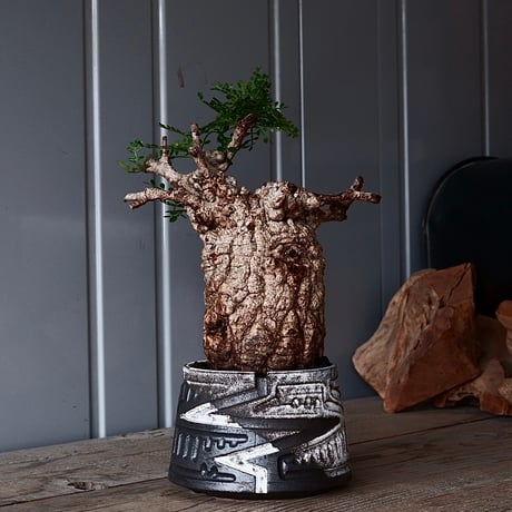 パキプス 鉢付き パキプス 鉢付き 2025年最新】パキプス 鉢の人気アイテム - メルカリ