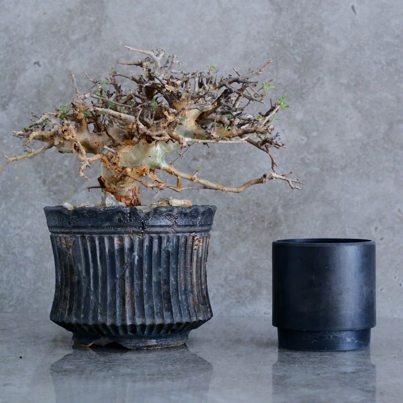 発根済 良型 コミフォラ　ストックシアナ　灌木 コミフォラ ストックシアナ / Commiphora stocksiana / 発根済み