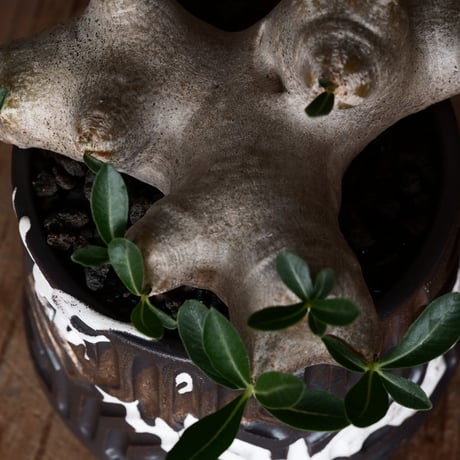 パキポディウム ブレビカリックス 輸入株 発根済［No.8］  × 根本峻吾 作品【 S.N POT type.cylinder「 鐡 / 堕天 ver. 」3.5号 】笠間焼 植木鉢