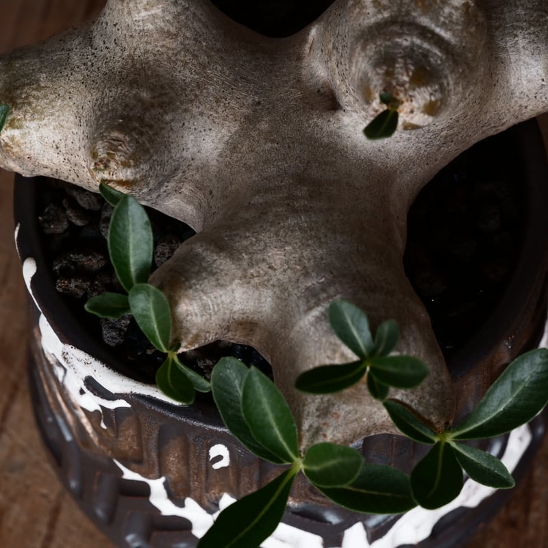 パキポディウム ブレビカリックス 輸入株 発根済［No.8］ × 根本