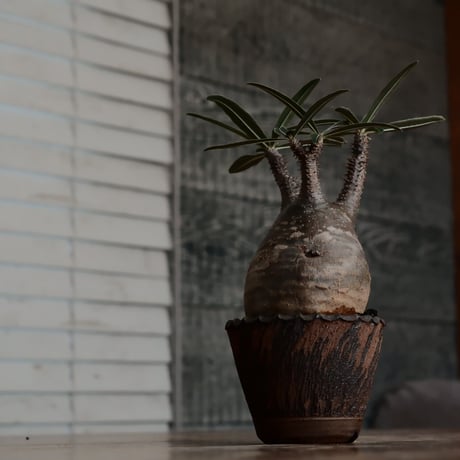 発根済 グラキリス  - 象牙宮 - size S［No.226］  ×  與那嶺大輔 作 「琉球飛び鉋」3号 植木鉢