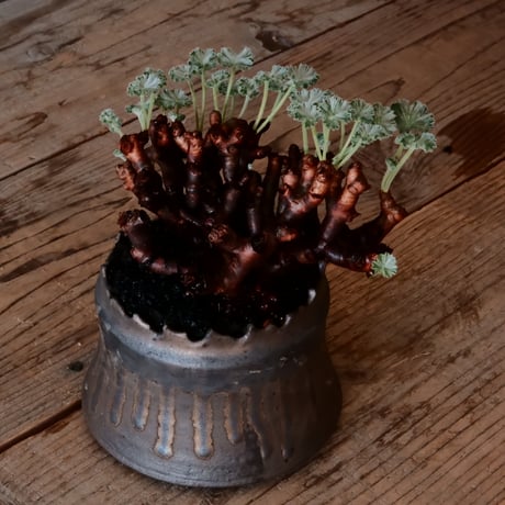 ペラルゴニウム ミラビレ［No.85］  ×   根本峻吾 作 S.N POT type.cylinder「 黑焰  -kokuen- 」 4号 植木鉢