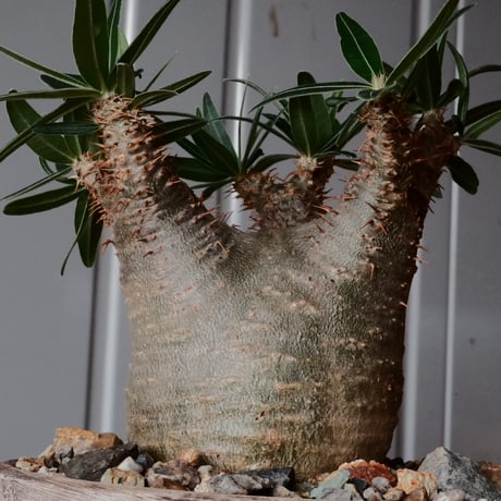 グラキリス φ7.5cm - 象牙宮 -［No.66］  ×   沼野秀章 作「 刻ム音 」4号 植木鉢 笠間焼