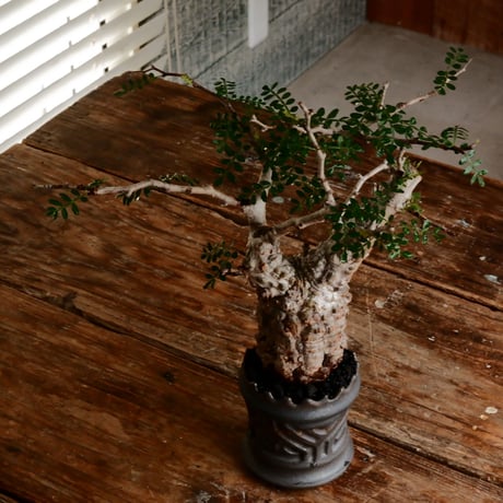 オペルクリカリア パキプス φ7.5cm［No.16］  ×   根本峻吾 作 S.N POT type.slim「 鐡 - 黒焔 - 」 3号 植木鉢