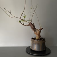 コミフォラ オルビクラリス 発根済 BCO-03 × S.N.Pot "土管" - crown - 4号鉢［作家  "根本峻吾"］