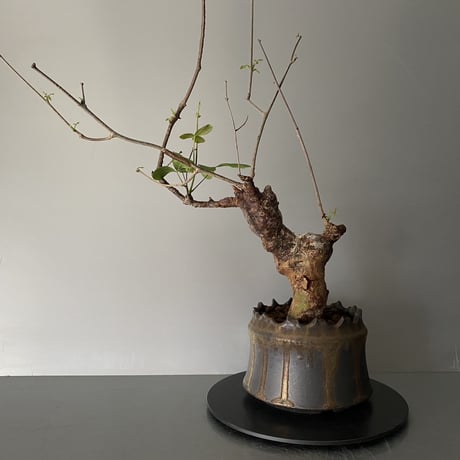 コミフォラ オルビクラリス 発根済 BCO-03 × S.N.Pot "土管" - crown - 4号鉢［作家  "根本峻吾"］
