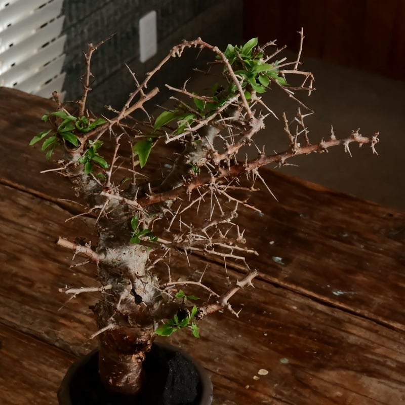 コミフォラ シンプリキフォリア［No.71］ × 磯部祐介 作「 瓦