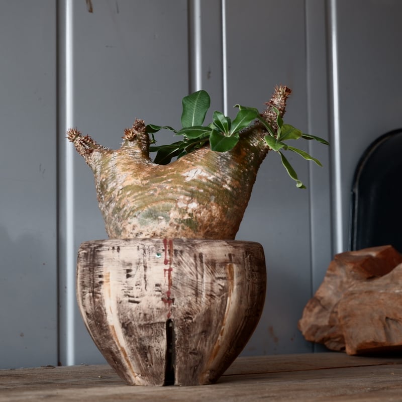 中株 マカイエンセ φ10cm - 魔界玉 - 輸入株［No.19］ × 沼野秀章 作品