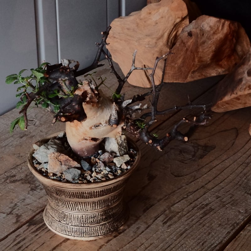 コミフォラ カタフ ピュア［No.09］ × 森田昌求 作【 Abstract Scratc