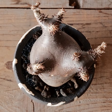 グラキリス φ7cm - 象牙宮 -［No.64］  ×   沼野秀章 作「 黒ニ白 」3号 植木鉢 笠間焼