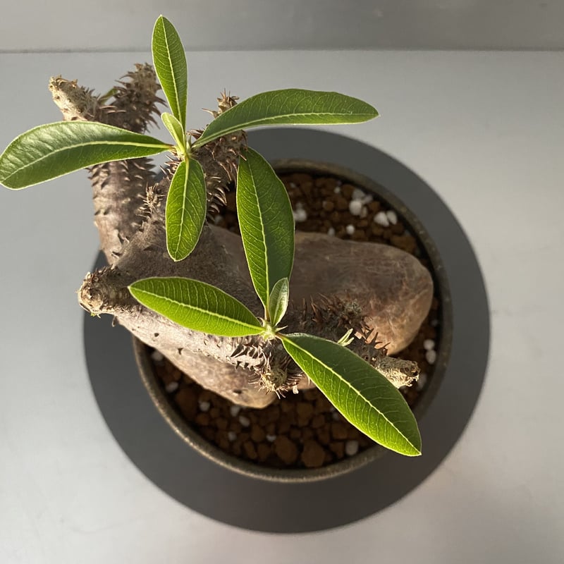 マカイエンセ　陶器鉢付き Amazon｜コーデックス：パキポディウム ミニ マカイエンセ 陶器