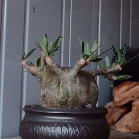 グラキリス φ10cm - 象牙宮 -［No.96］  × 磯部祐介 作「 円 - en - "闇落ち 飛び鉋 ver."」4号 植木鉢 笠間焼