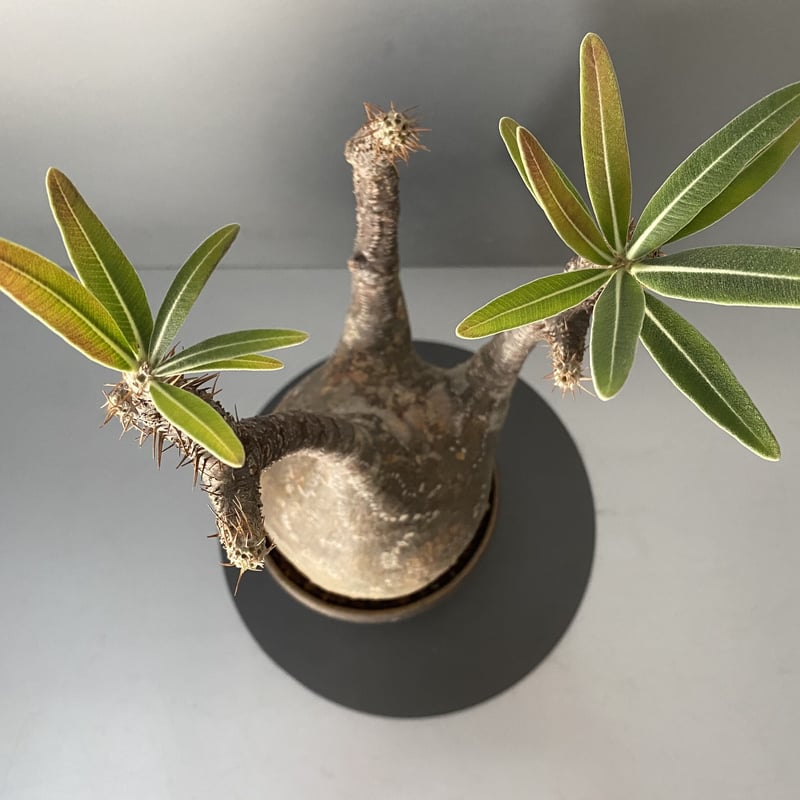 発根済 中ぶりグラキリス 現地株 BG-120 × S.N.Pot - horizon - 4