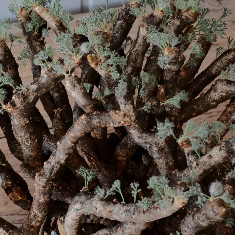 特大株 / w46cm】サルコカウロン ムルチフィズム［No.06］ × 根本峻吾