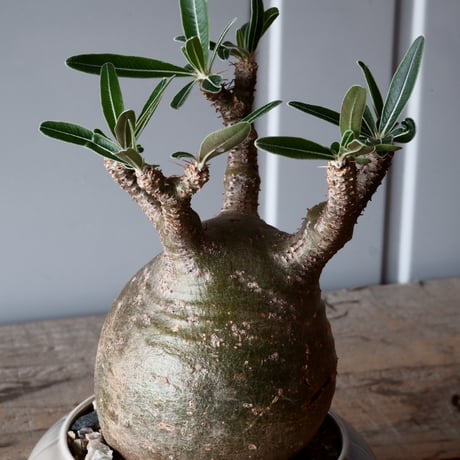 グラキリス φ9cm - 象牙宮-［No.48］× 坂本新 作 作品【 LUSTER GREY 】3号 植木鉢 笠間焼