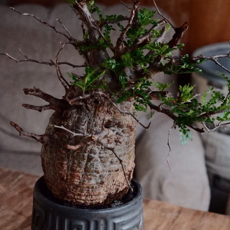 オペルクリカリア パキプス φ10cm［No.23］  ×  根本峻吾 作 S.N POT type.tall「 鐡 - kurogane - 」4号 植木鉢 笠間焼