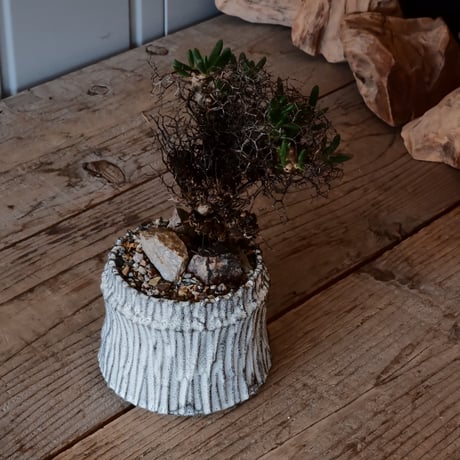 万物想 チレコドン レティキュラーツス［No.02］  ×   根本峻吾 作 S.N POT type.cylinder「 月光ノ爪牙」 3.5号 植木鉢
