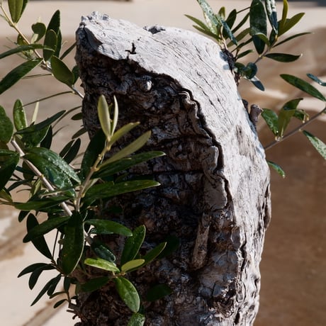 Old Olive 古木オリーブ［No.06］× 10号皿鉢 (φ30cm)