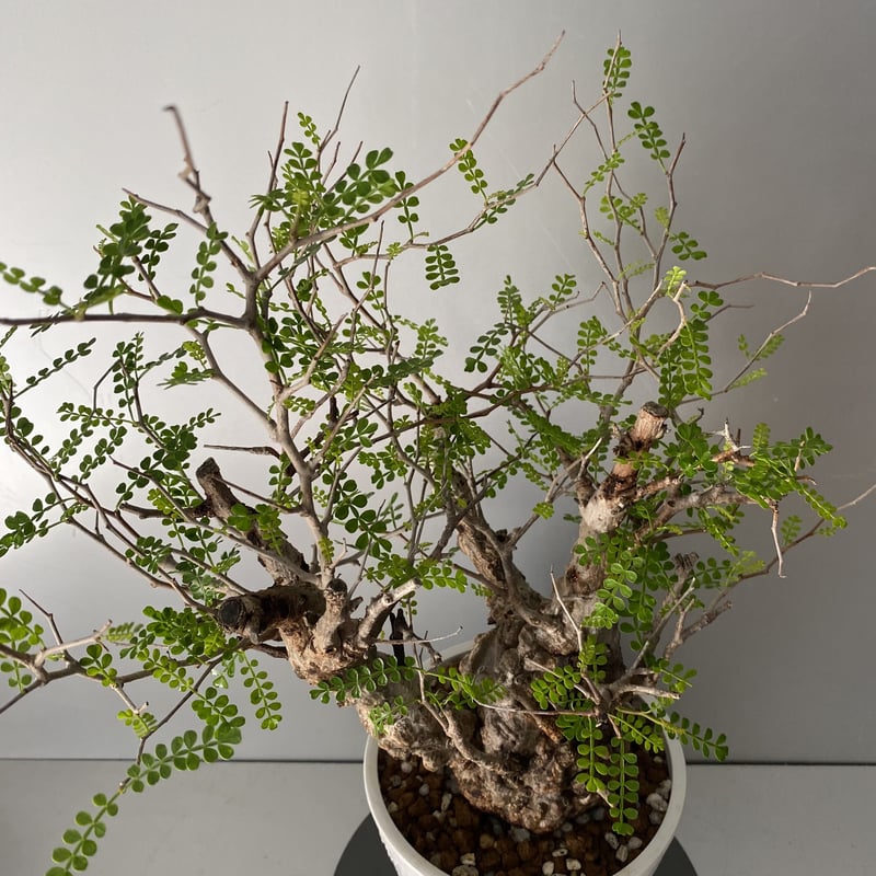 発根済 象形 オペルクリカリア パキプス P19 | Botanical Holic 発根済 象形 オペルクリカリア パキプス P19 | Botanical Holic