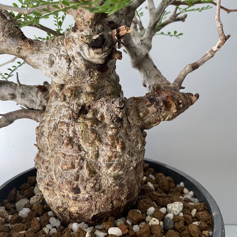 発根済 小さな巨人 オペルクリカリア パキプス P20 | Botanical 発根済 小さな巨人 オペルクリカリア パキプス P20 | Botanical