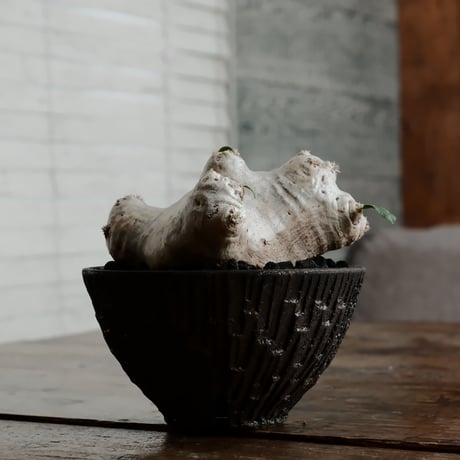 CATEGORY ブレビカウレ - Brevicaule - | Botanical Holic