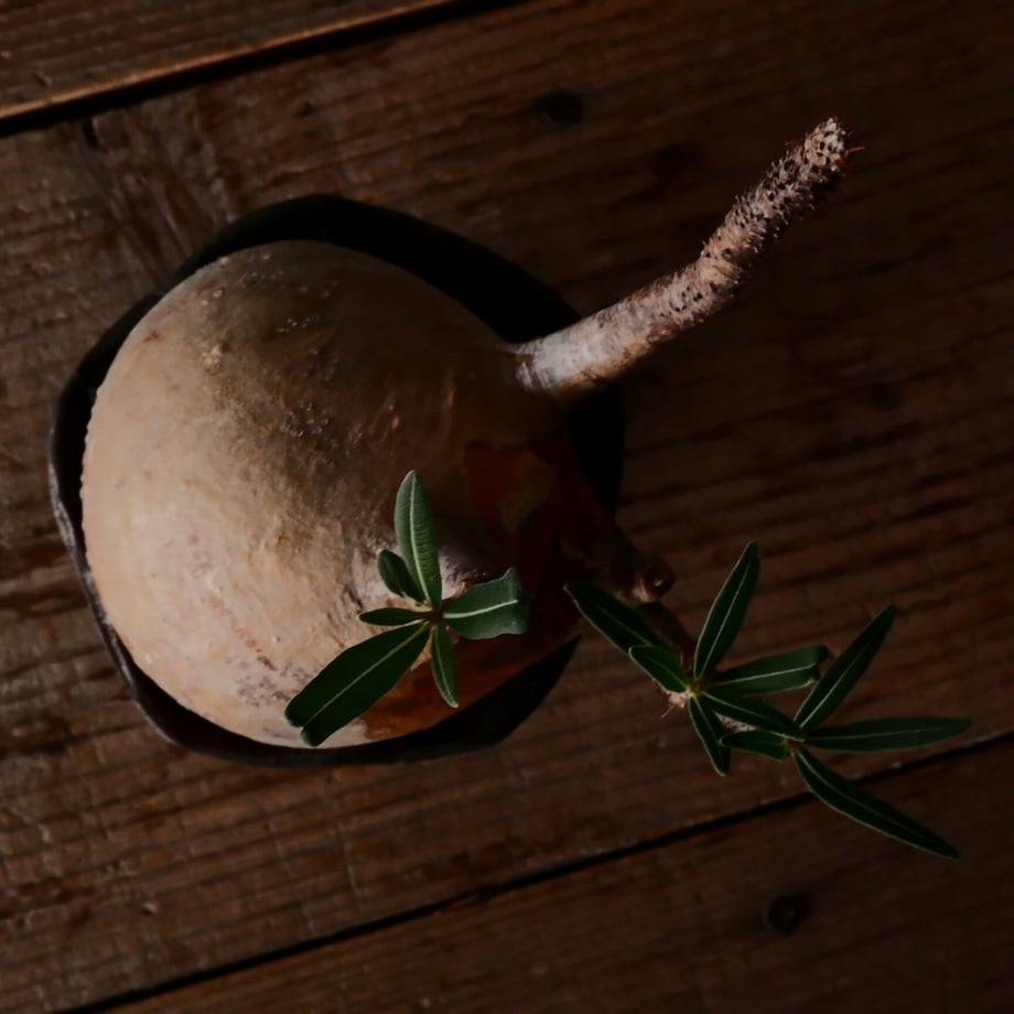64c8f974464e55003bdc4efc