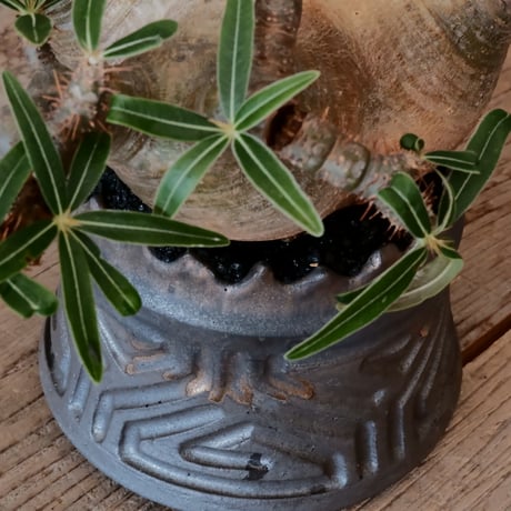 グラキリス φ13cm  - 象牙宮- ［No.28］  ×   根本峻吾 作 S.N POT type.cylinder「 鐡 - 黒焔 - 」4号 植木鉢 笠間焼