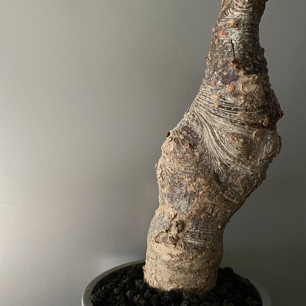 発根済 デロニクス プミラ BDP-06 | Botanical Holic