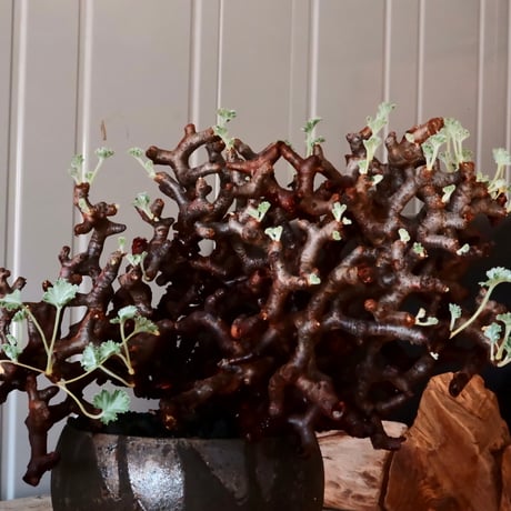 【 大株 】ペラルゴニウム ミラビレ［No.86］  × 沼野秀章 作品【  black wrap 】4号 植木鉢 笠間焼