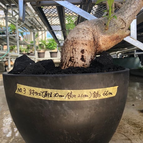 特大 バオバブ アダンソニア 変形タイプ / Baobab Adansonia［No.03］