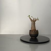 発根済 魔界玉 マカイエンセ BG-205 × S.N.Pot "丸"- crown - 2号鉢 ［作家  "根本峻吾"］