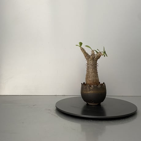発根済 魔界玉 マカイエンセ BG-205 × S.N.Pot "丸"- crown - 2号鉢 ［作家  "根本峻吾"］