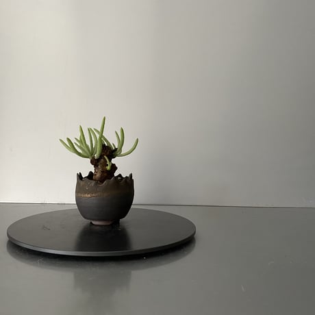 発根済  チレコドン ペアルソニー PE-01 × S.N.Pot "丸"- crown - 2号鉢 ［作家  "根本峻吾"］